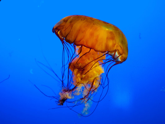 ¿ Qué ver en Vancouver ?, ¿Qué hacer en Vancouver?. Stanley Park, Acuario de Vancouver y 4D Experience Theatre algunas de las mejores atracciones en Vancouver. El Acuario de Vancouver no es de los más grandes, pero si es uno de los mejores del mundo. ¿ Qué ver en Vancouver ?, ¿Qué hacer en Vancouver?. Stanley Park, Acuario de Vancouver y 4D Experience Theatre algunas de las mejores atracciones en Vancouver. El Acuario de Vancouver no es de los más grandes, pero si es uno de los mejores del mundo.
