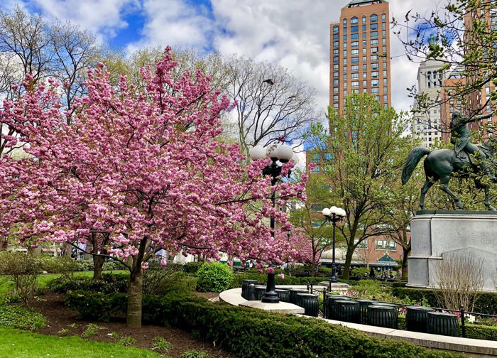 Festival Sakura Matsuri en Brooklyn Botanic Garden .Si estás en Nueva York a principio de la primavera, no puedes perderte la floración de los cerezos en el Jardín Botánico de Brooklyn. El Hanami es una antigua tradición japonesa que consiste en visitar los jardines y observar las flores. Festival Sakura Matsuri en Brooklyn Botanic Garden .Si estás en Nueva York a principio de la primavera, no puedes perderte la floración de los cerezos en el Jardín Botánico de Brooklyn. El Hanami es una antigua tradición japonesa que consiste en visitar los jardines y observar las flores.